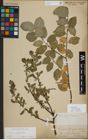 Foto von Salix myrsinifolia Salisb.